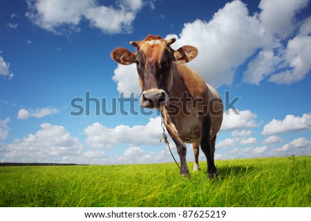 Brown cow standing on a green meadow and looking to a camera