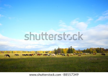 Herd of cows and horses grazing on an autumn meadow
