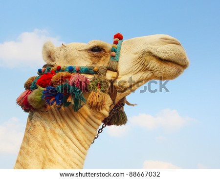 Head of a camel with colored bedouin\'s decoration