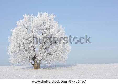 Frozen tree in field with blue sky on the background. No any post-processing