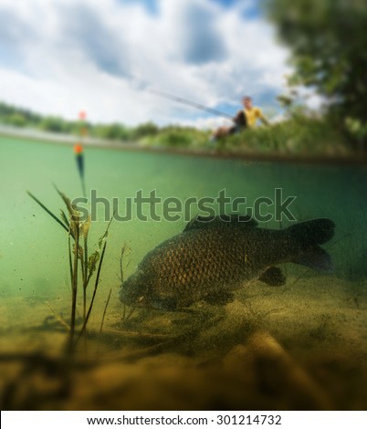 Split shot of the freshwater pond with fisherman above the surface and big fish (Carp of the family of Cyprinidae) grazing underwater over the bottom. Blurred edges, focus only on the fish.