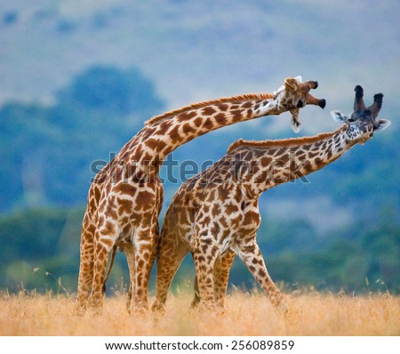 Two giraffes fighting each other in Kenya, in the Masai Mara National Park. This is the part of a dance of two giraffes.