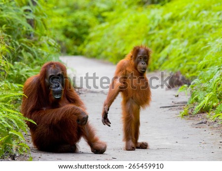 Mom with baby orangutan. Funny frame. Borneo. Indonesia.