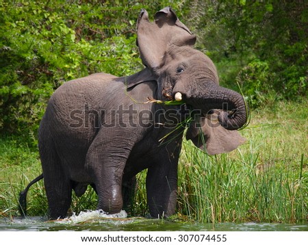 Elephant angry.He shakes his head. Uganda. Safari. Africa. An excellent illustration.
