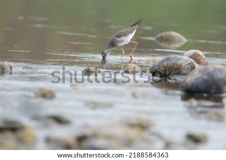 Lesser Yellow Legs foraging in the Chemung River Stock fotó © 