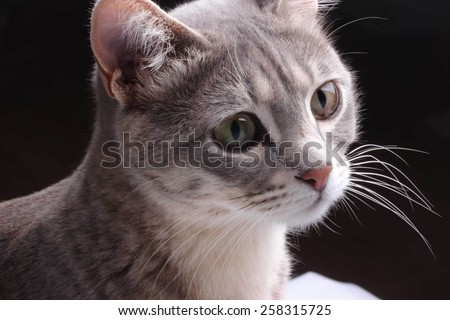 Closeup grey and white cat with green eyes on a black background