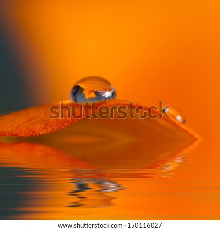 Beautiful beaded water drop resting on top of orange lily leaf with lily causing a misty orange affect in background - reflections (Macro)