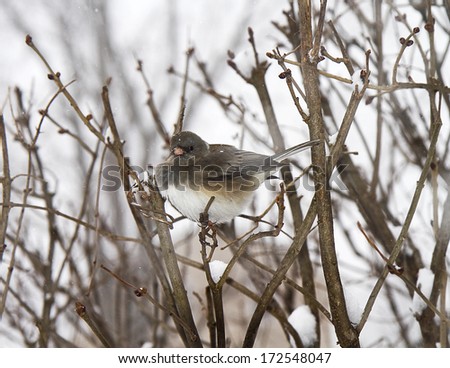 Bird resting on branches as he tries to keep out of strong winds from snow storm