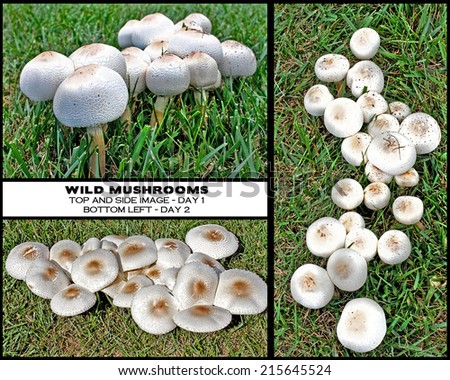 Wild mushrooms growing in yard, close-up shots.  Some have opened up and others look like over-sized marshmallows - Chart showing mushrooms before and after they opened up.