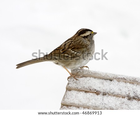 Sparrow bird int he winter after storm looking for food.