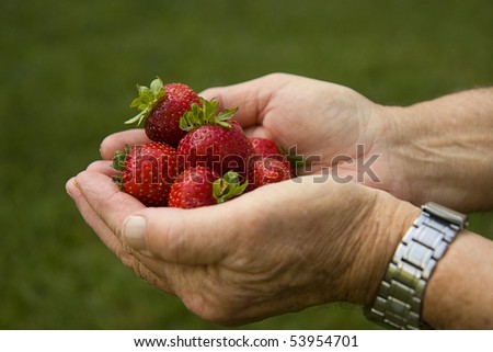 Man holding out a hand full of ripe strawberries just picked