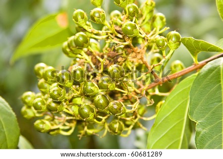 Crepe Myrtle Small Beaded Flower Buds Stock Photo 60681289 : Shutterstock