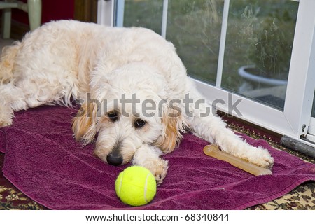 Golden Doodle Dog relaxing by window sliders
