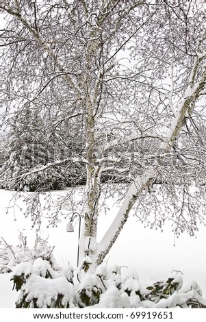 Images of snow covered trees in a backyard after large winter snow storm