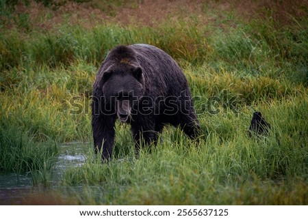 Similar – Foto Bild Grizzlybär auf dem Weg durch den Wald