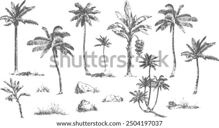 vector set of palm trees in ink traditional drawing realistic style, african trees, pen and pencil drawing, retro 19th century nature botanical drawing