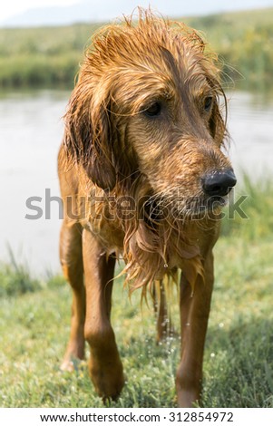 A wet golden retriever looking while standing in the grass next to a pond.