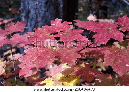 Fall colors along the West Fork Trail of Oak Creek in Sedona AZ.