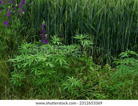 Similar – Foto Bild Wild wachsender Cannabis in der Natur