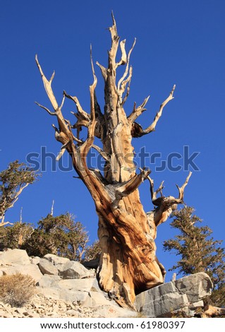 A Great Basin Bristlecone Pine tree in the White Mountains, Inyo County, California