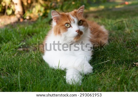 Golden cat, in cute pose having leg over leg like sitting lady
