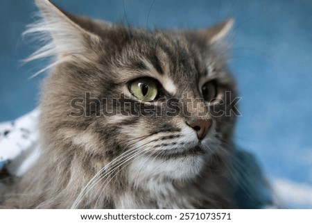 Similar – Image, Stock Photo Thoughtful gray cat looking at camera in dark