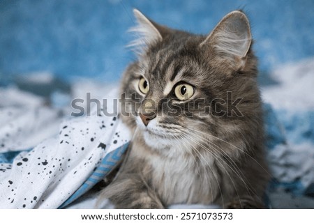 Similar – Image, Stock Photo Thoughtful gray cat looking at camera in dark