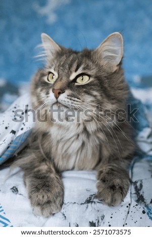 Similar – Image, Stock Photo Thoughtful gray cat looking at camera in dark