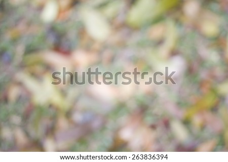 Blur grass and fallen dry leaves background. Earth tone background.