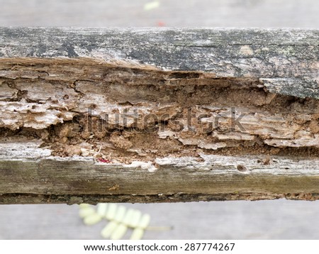 Wood being eaten by termites