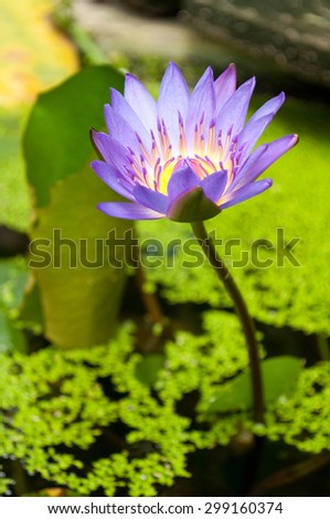 purple lotus flower with it\'s leaves on it\'s plant in nature