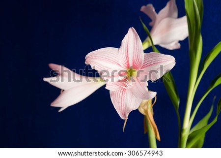 Pink amaryllis in front of blue concert wall