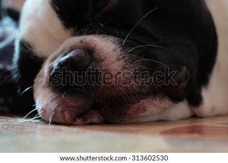 Dog sleep on the floor, close up and selective focus