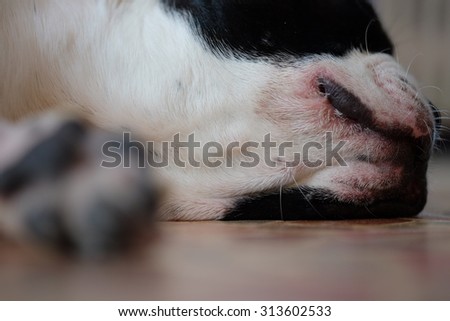 Dog sleep on the floor, close up and selective focus