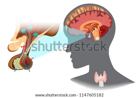 Structure of the hypothalamic-pituitary thyroid axis (HPT)
