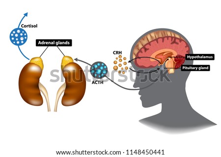 Hypothalamic pituitary adrenal (HPA) axis - the stress response system