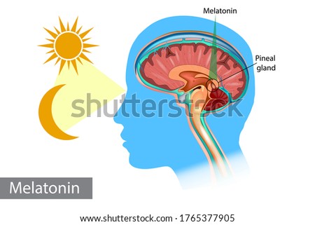 Melatonin hormone. Pineal gland anatomical cross section. Medical information poster.