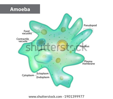 Shutterstock Puzzlepix