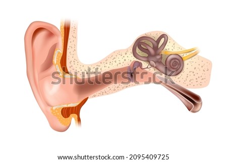 Anatomy of Human Ear. Outer ear, middle ear and inner ear. Medical vector illustration Isolated white background