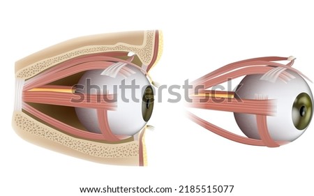 Human Eye Extraocular Muscles. Ophthalmology.  Eyes muscles in side view. Vector illustration