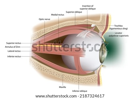 Human Eye Extraocular Muscles. Lateral surface.  
Ophthalmology. Eyes muscles in side view. Vector illustration
 Stok fotoğraf © 