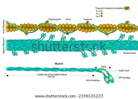 Actin filament and Myosin filament.  Structure Myosin. Muscle Actin myosin interaction. Troponin or troponin complex. 
