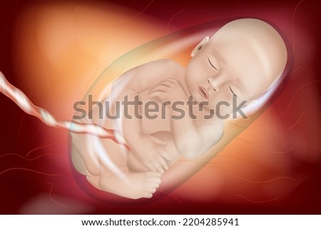 Medically Accurate illustration of a Human Fetus week 40. Baby in the womb of a pregnant mother. Front view. 