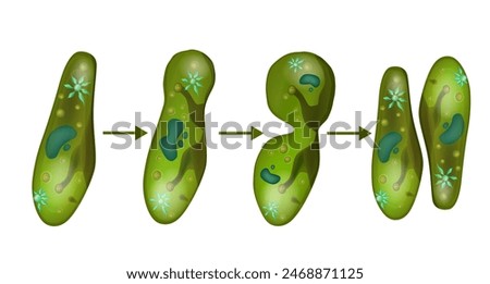 Reproduction in Paramecium. Microbe paramecium cell division