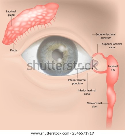 Lacrimal Apparatus system .Nasolacrimal duct,  Lacrimal sac, Sacrimal canals, Lacrimal punctums, Lacrimal gland.