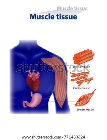 Muscle Tissue Drawing | Free Download On ClipArtMag