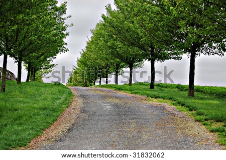 Tree Lined Driveway