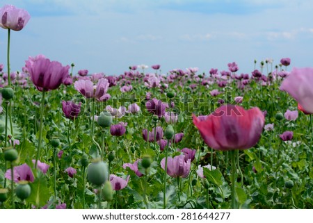 Poppy flower. Variety of colors. Very beautiful field of poppy flowers, photographed on a nice day near regional road from Subotica to Kanjiza, Serbia.