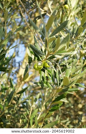 Olive tree full of olives. Harvest ready to made extra virgin olive oil. Green fresh olive branch with ripe olives and leaves. 