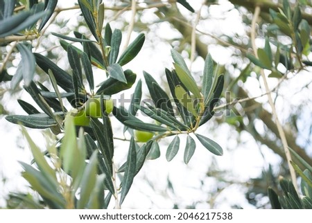 Olive oil trees full of olives. Landscape Harvest ready to made extra virgin olive oil. Olive branch with ripe olives. Closeup photo